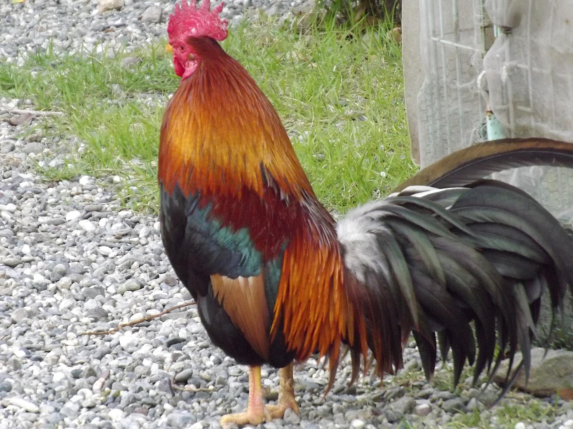 高知大神宮、金鳥