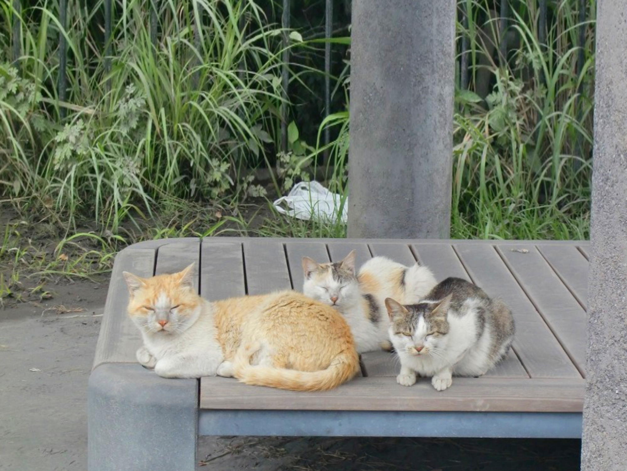 桜島の野良猫