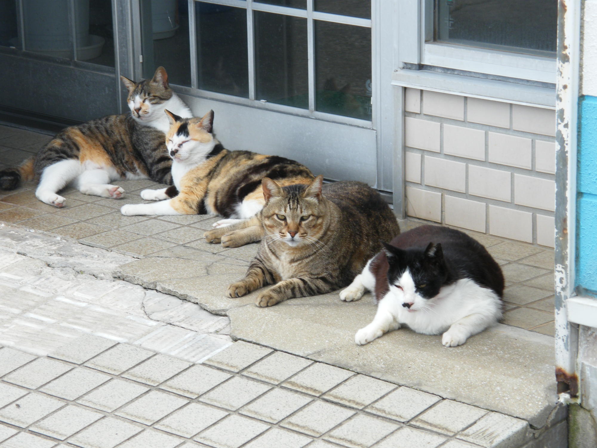 池島の猫たち
