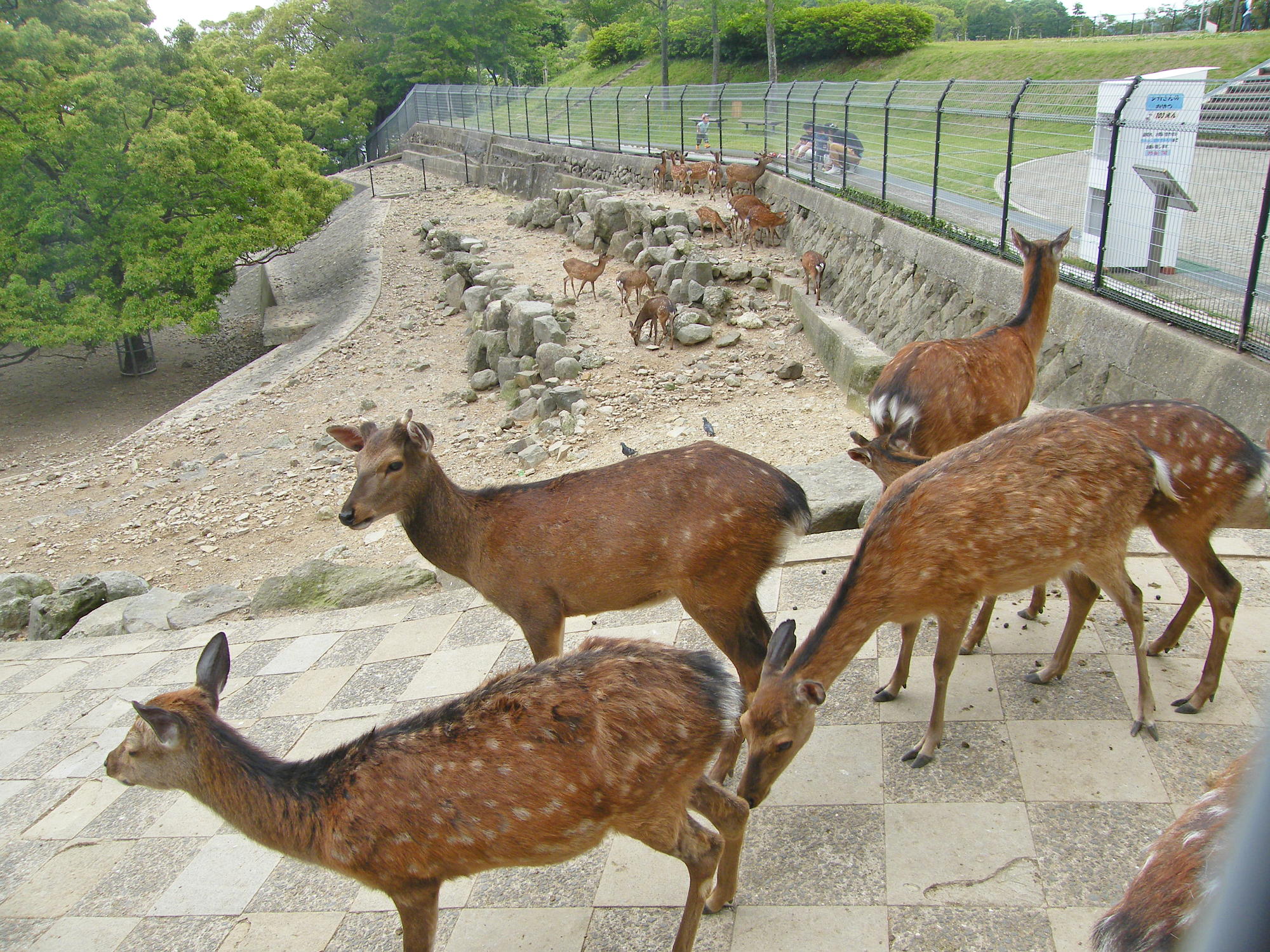 稲佐山の鹿園
