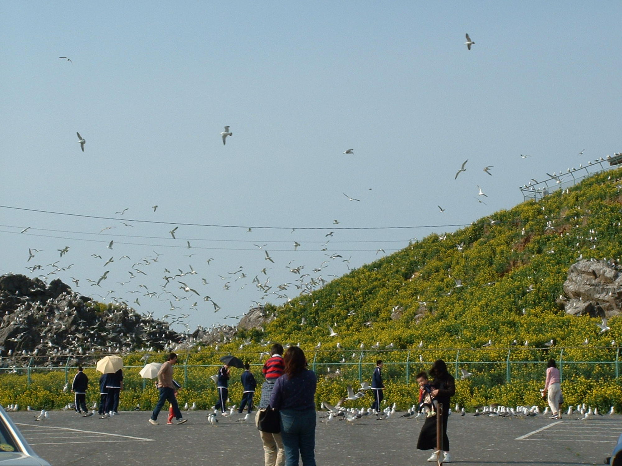 八戸、蕪島神社