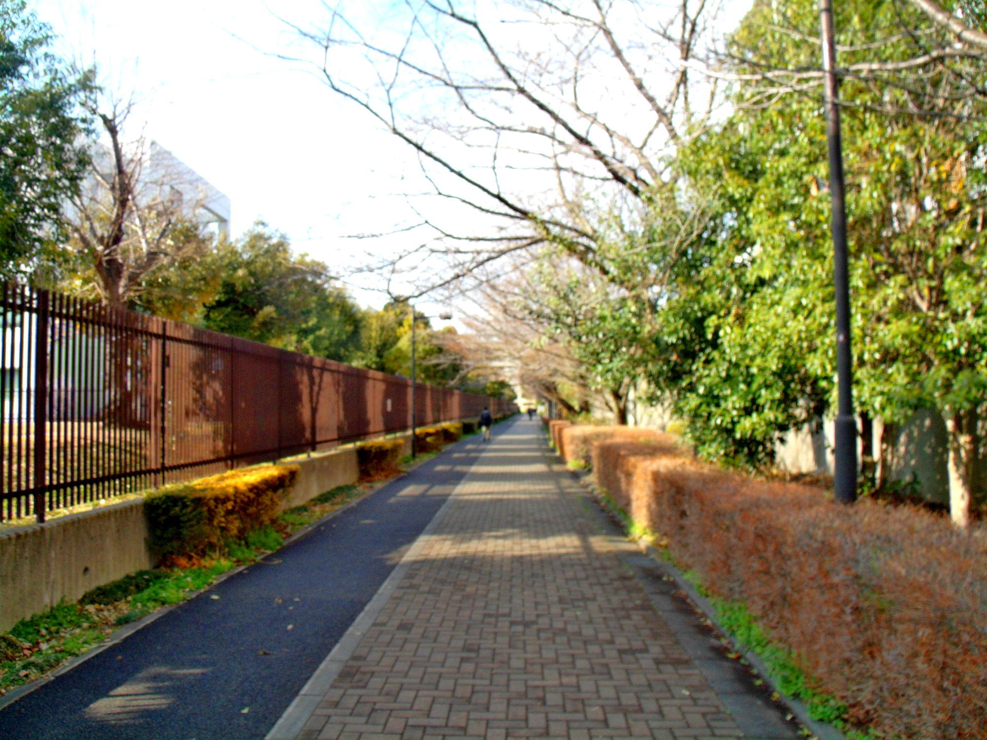 冬の散歩道