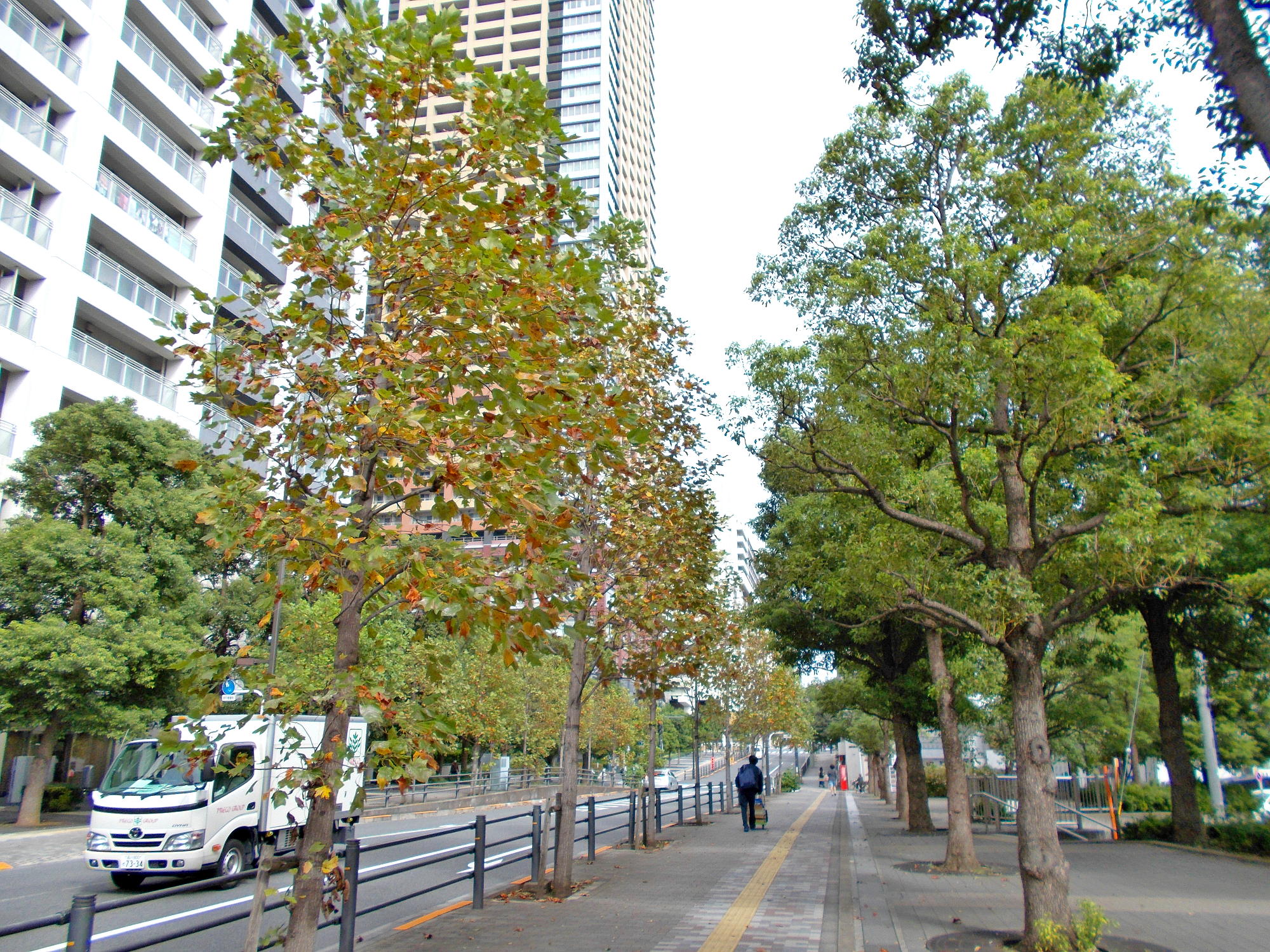 都会の散歩道