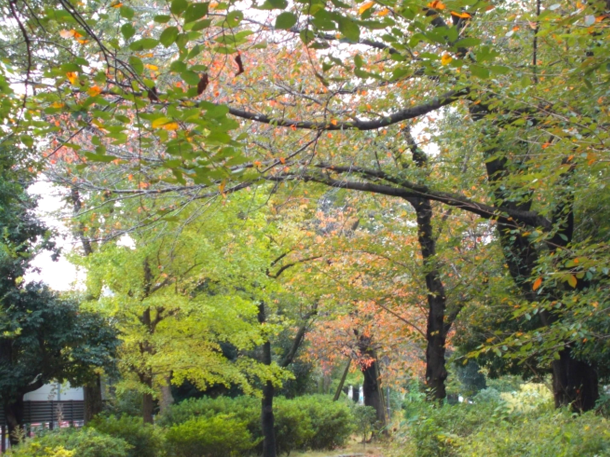 幡ヶ谷緑道