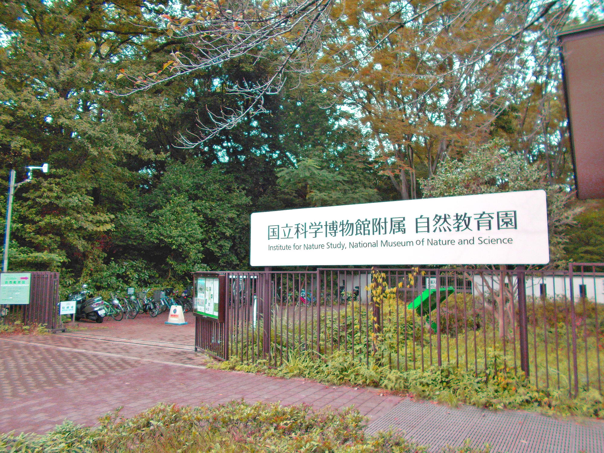 都会の大自然