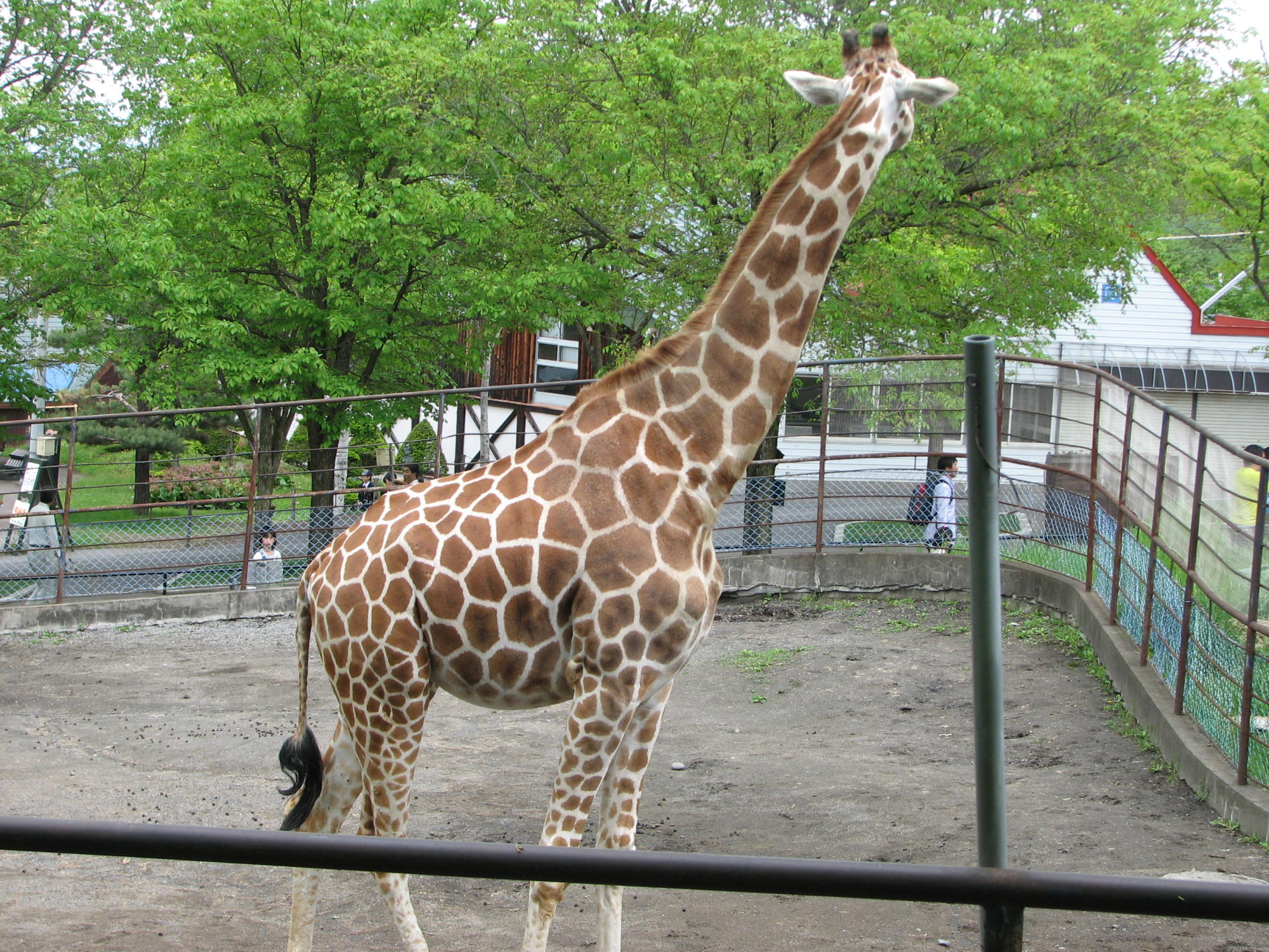 残念な動物