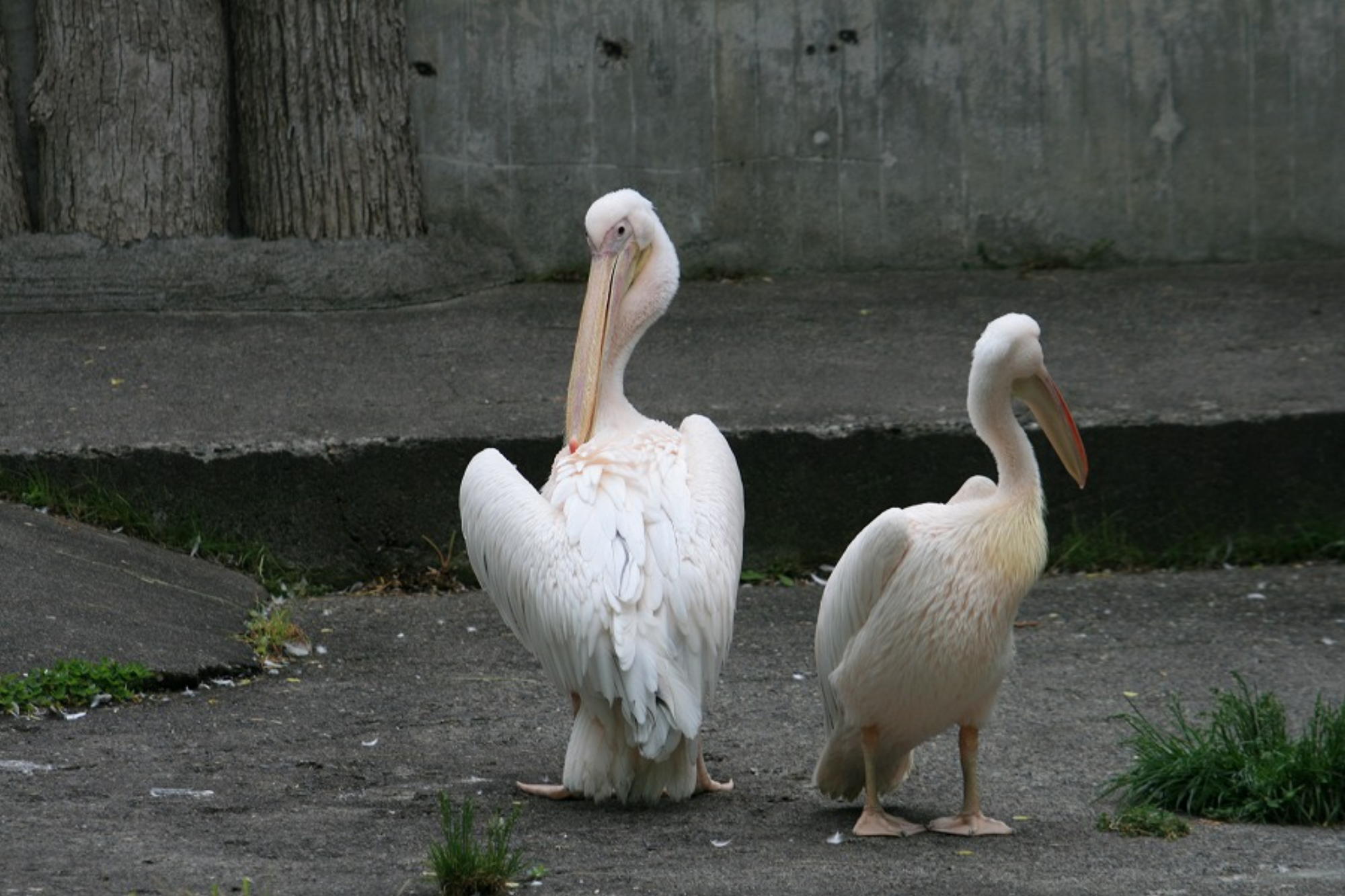 残念な動物