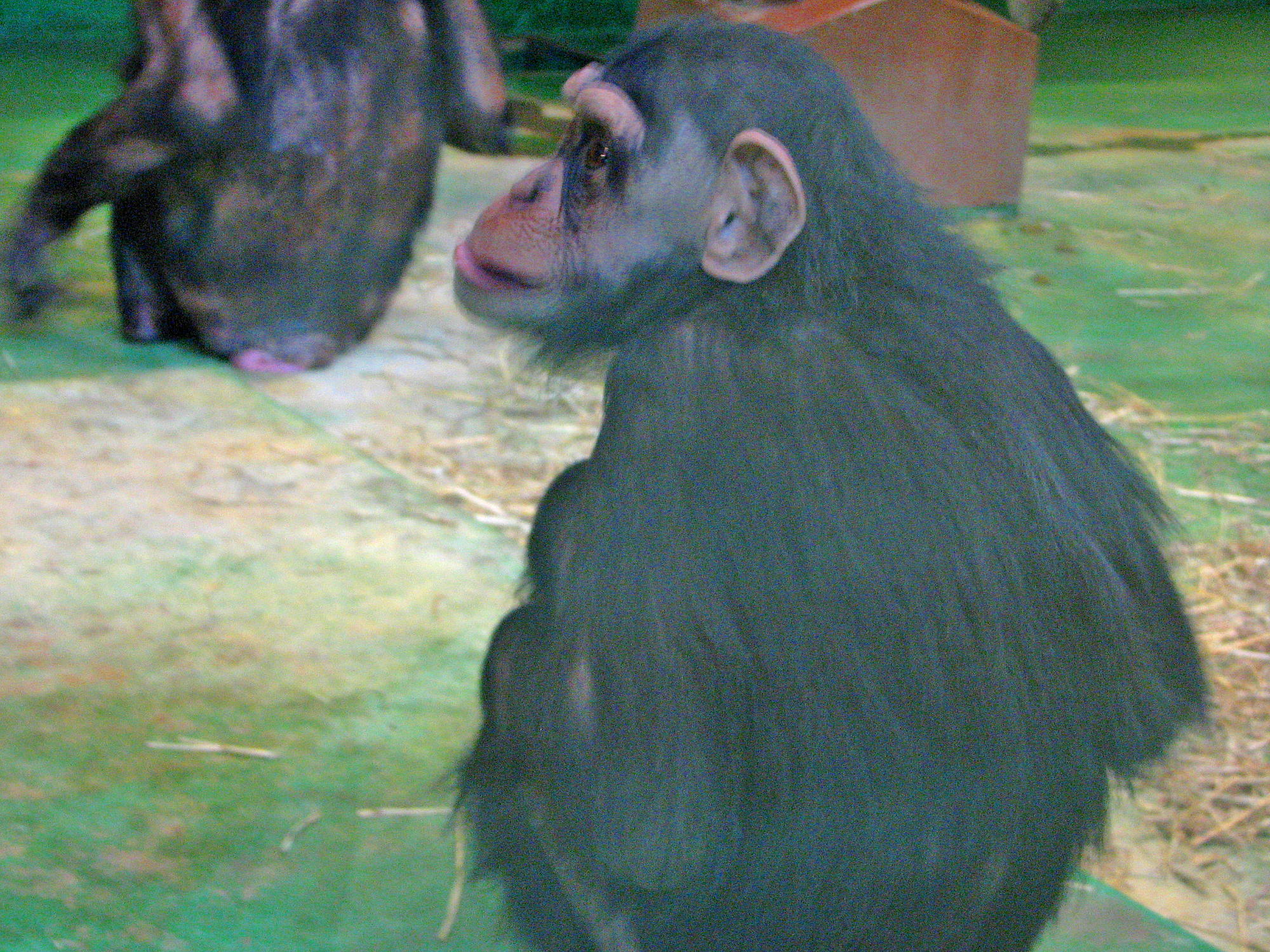 残念な動物