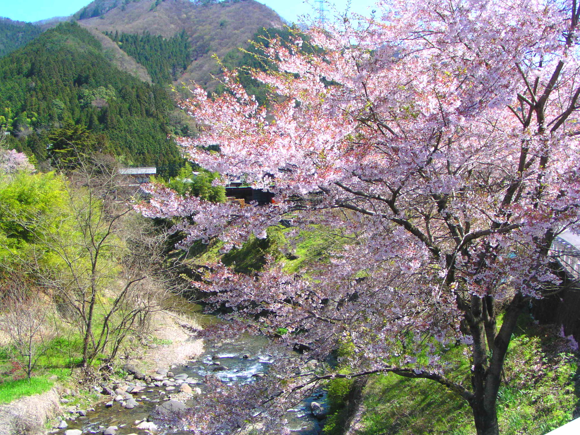 山里の春