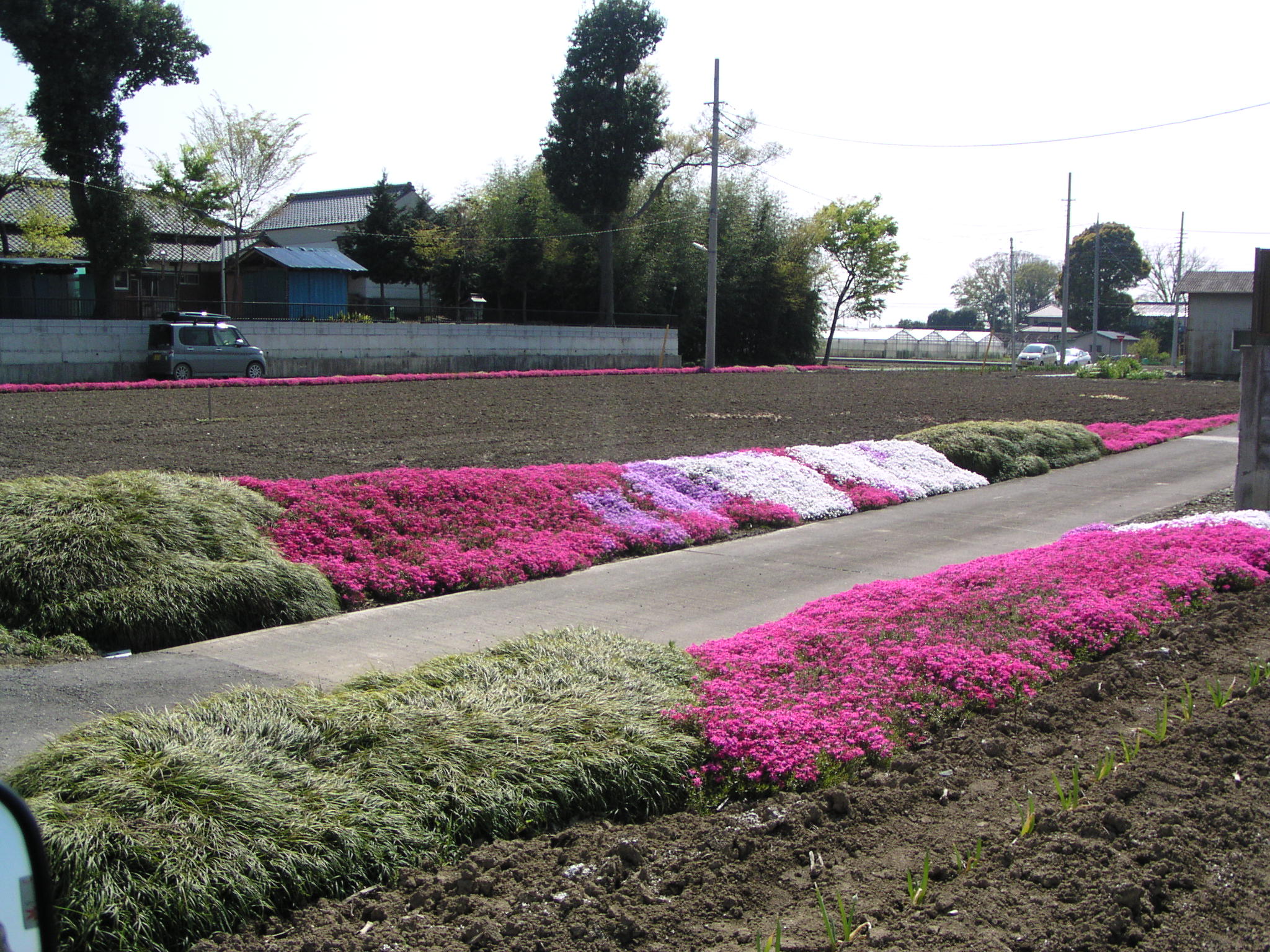 道端の芝桜