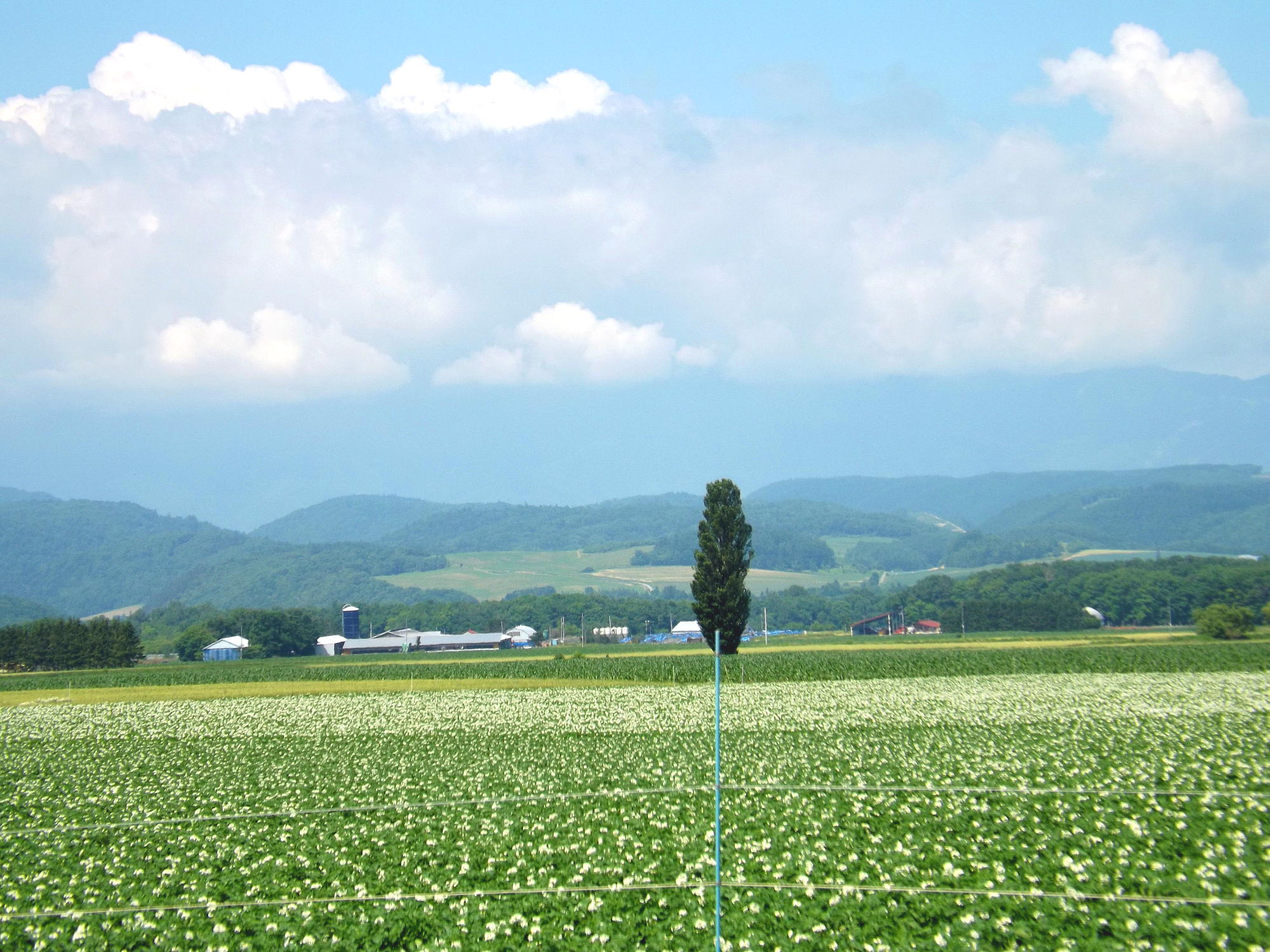 馬鈴薯畑の青い空